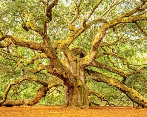 Angel Oak Tree Paint by numbers