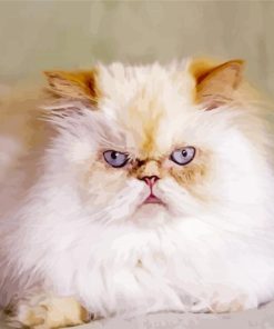 Angry Himalayan Cat Paint by numbers