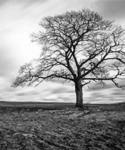 Black And White Dark Tree Paint by numbers