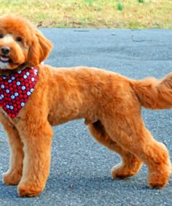 Brown Golden Doodle paint by number