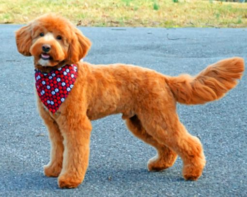 Brown Golden Doodle paint by number