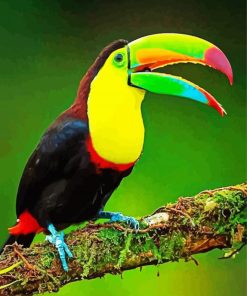 Colorful Tucan Bird Paint by number