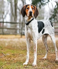 Coonhound paint by numbers paint by numbers