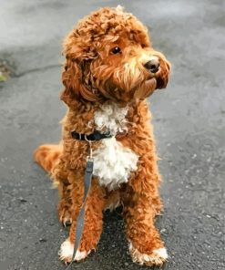 Cute Labradoodle paint by number