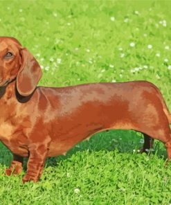 Dachshund Dog Paint by number