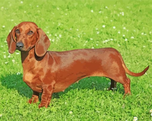 Dachshund Dog Paint by number