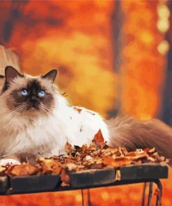 Himalayan Cat In Fall Paint by numbers