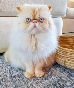 Himalayan Cat White Blue Eyes paint by numbers