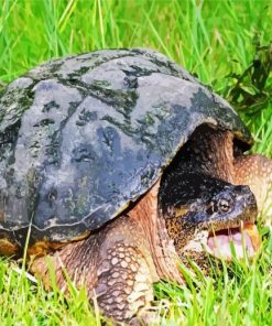 Huge Snapping Turtle paint by numbers