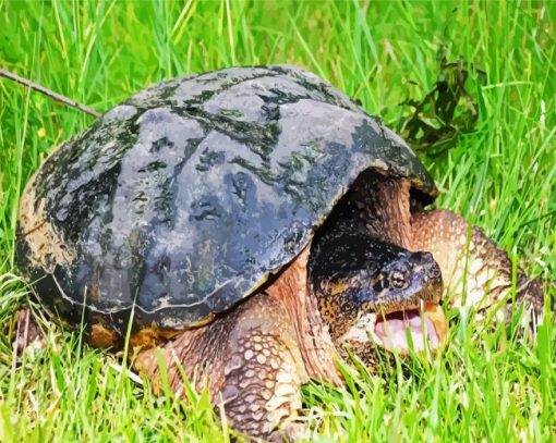 Huge Snapping Turtle paint by numbers