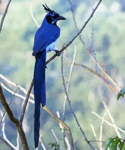 Mexican Bird paint by numbers