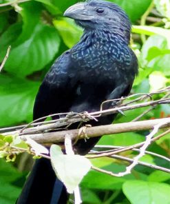 Black Mexican Bird paint by numbers