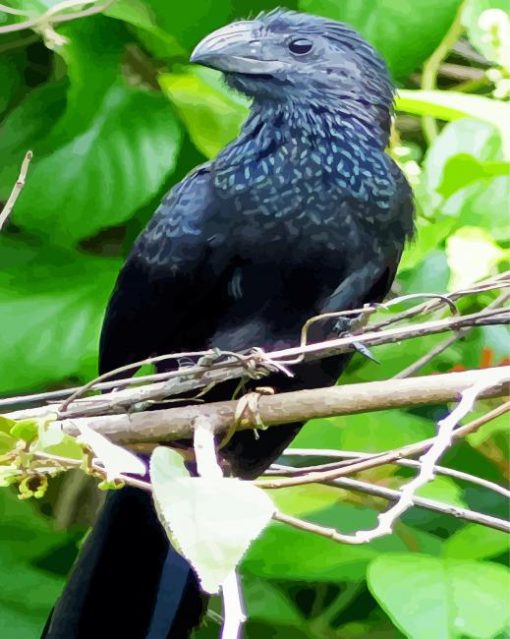 Black Mexican Bird paint by numbers