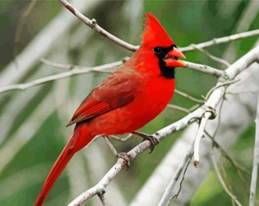 Northern Cardinal Alan Schmierer paint by numbers