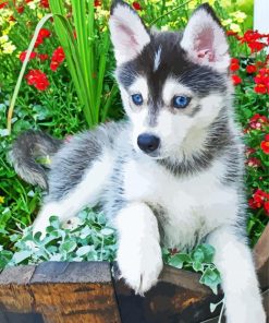 Pomsky Husky paint by numbers