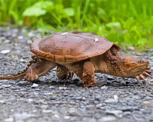 Small Snapping Turtle paint by numbers