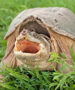 Snapping Turtle Paint by numbers