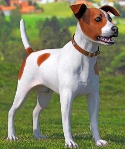 Spotted Jack Russel Terrier paint by numbers