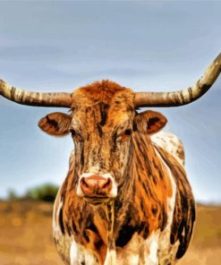 Texas Longhorn Cow paint by numbers