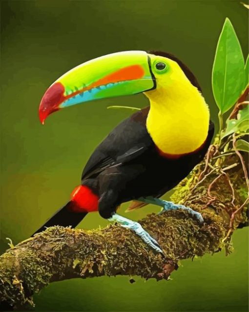 Tucan Bird On Branch Paint by number