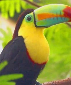 Tucan Bird Paint by number