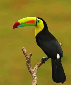 Tucan On Stick Paint by number