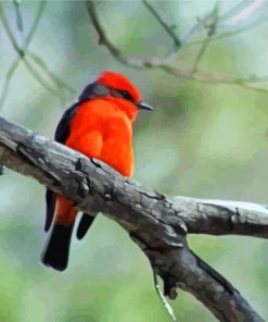 Vermilion Flycatcher paint by numbers