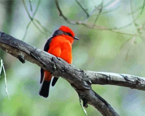 Vermilion Flycatcher paint by numbers