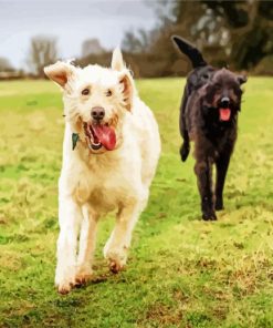 White And Black Labradoodle paint by number