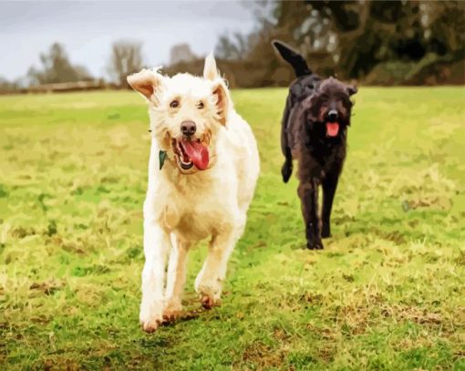 White And Black Labradoodle paint by number