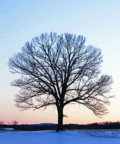 Winter Tree paint by numbers