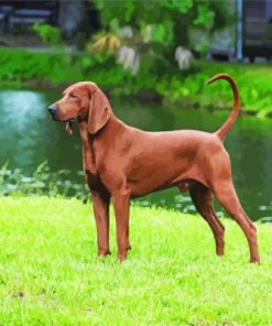 Aesthetic Brown Coonhound paint by numbers