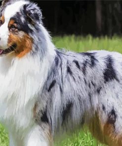 Australian Shepherd Dog paint by numbers