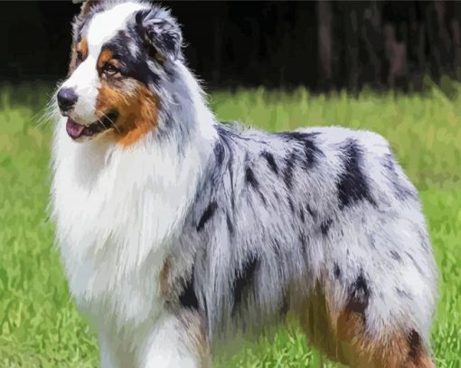 Australian Shepherd Dog paint by numbers