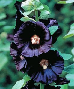 Black Hollyhock paint by numbers