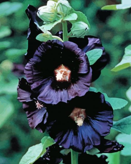 Black Hollyhock paint by numbers