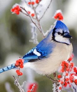 Blue Jay In Winter paint by numbers