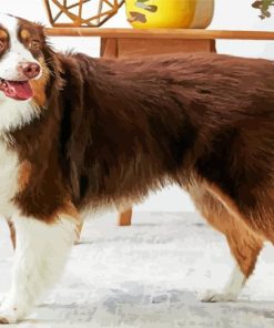 Breed Australian Shepherd paint by numbers