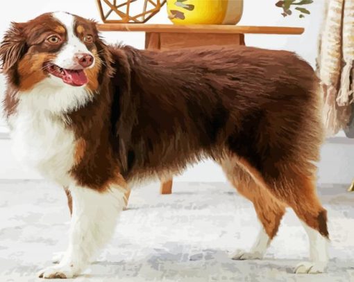 Breed Australian Shepherd paint by numbers