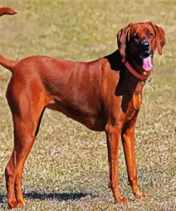 Brown Coonhound paint by numbers paint by numbers paint by numbers paint by numbers