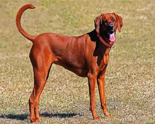 Brown Coonhound paint by numbers paint by numbers paint by numbers paint by numbers