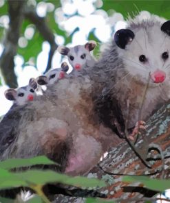 Brown And White Opossum paint by numbers