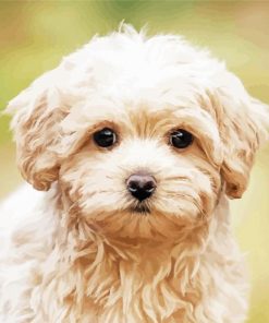 cute Maltipoo puppy paint by numbers