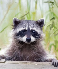 Cute Racoon paint by numbers