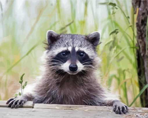 Cute Racoon paint by numbers