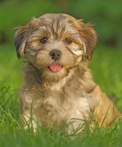 Havanese Dog paint by numbers