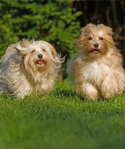 Havanese Dogs paint by numbers