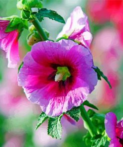 Hollyhock Mallow paint by numbers