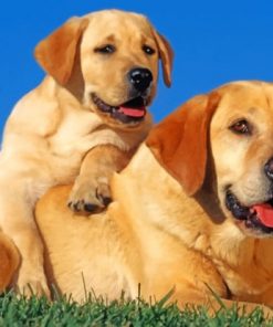 Labrador Retriever Dogs paint by numbers