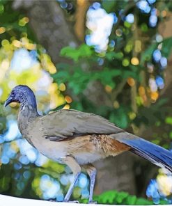 Native Bird Of Mexico paint by numbers